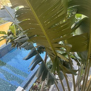 căn duy nhất, biệt thự 3 tầng có hồ bơi, đẳng cấp nghỉ dưỡng đỗ đăng tuyển, hội an chỉ 10 tỷ