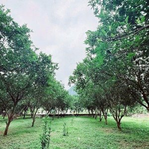 một siêu phẩm nghỉ dưỡng mặt tiền nhiều dt 2999m thổ cư 1000m tại thanh sơn lương sơn hòa bình.