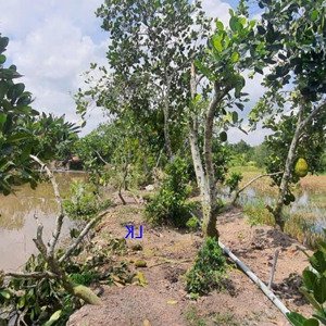 Bán đất Lúa: 46.000m² (mặt Tiền 36m, Thổ 1.000m², 7.000m² Cln) đường Nhựa 3.5m, Xã Phú điền.