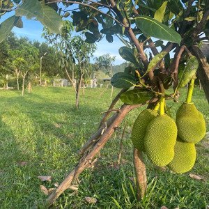 bán đất trồng cây an sơn - hoà ninh
- diện tích: 900m2 - có tường rào cổng ngõ đầy đủ, khuôn viên