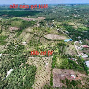 [hot] hơn 1ha4 vườn sầu ri6 và thái cho thu nhập ổn định chỉ 720 triệu/sào