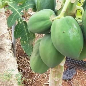 Cho thuê nhà 1 trêt 2 lầu hẻm phạm hồng Thái TPVT