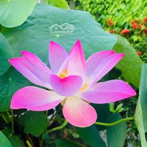 bán lô đất đẹp mặt tiền dương lương định của . q2 . vị trí đắc địa cho kinh doanh buôn bán