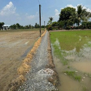 chính chủ bán nền đất lúa 1000m2, tân lân, cầm đước