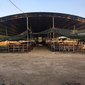 Cần Bán Gấp Trang Trại 15ha đầy đủ Hạ Tầng, Vận Hành Ngay Phú Yên Giá Chỉ 1x Tỷ