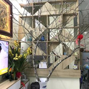 Cho thuê nhà ở Đà Nẵng - Phương Lưu - Ngô Quyền - Hải Phòng