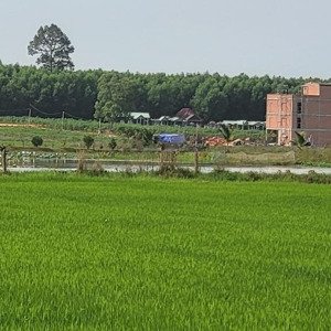 Bán Trang Trại View đẹp Tại Hòa Hội, Châu Thành, Tây Ninh, 2,5 Tỷ, 11789.5 M2