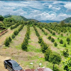 gia đình ở xa cần bán farm sầu riêng xã phú an - huyện tân phú - đồng nai