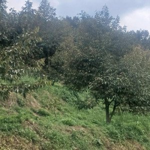 farm đã trồng full sầu riêng 6000 cây