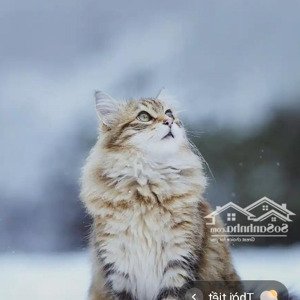 cho thuê nhà 2 tầng ngõ phố vũ hựu