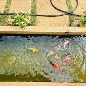 cắt lổ căn nhà vườn có hồ cá koi 222m2 tại trung tâm bảo lộc gồm nhà :2pn,1wc,1 bếp , sân vườn .