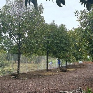 vườn bình yên giáp suối tại: bình lộc, long khánh, đồng nai giá chỉ 755 triệu / sào