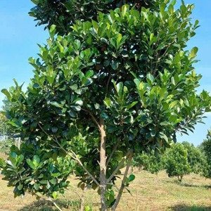 ông chú cần bán gấp đất thổ cư có sẵn cây mít mặt tiền dh504 680 triệu