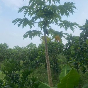 Bán Trang Trại Khu Nghỉ Dưỡng Tại Duyên Hà, 3,3 Tỷ, 590m2