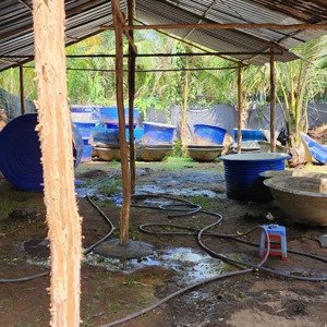 Mình Cần Sang Lại Trại Cá Cảnh