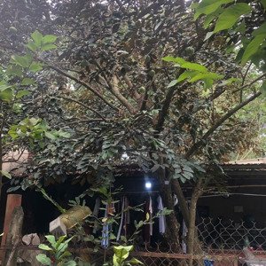 cần bán lô đất có nhà vườn xã an nhơn tây, củ chi, dtcn 6662m2, khu dân cư đông đúc