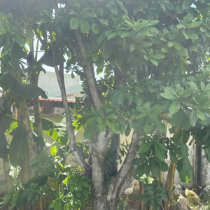 Nhà Mặt Phố đường 12b, Thị Trấn Củ Chi, Củ Chi, Hồ Chí Minh Giá Siêu Hời 10 Tỷ, 571m2 Có 200m2 Thổ