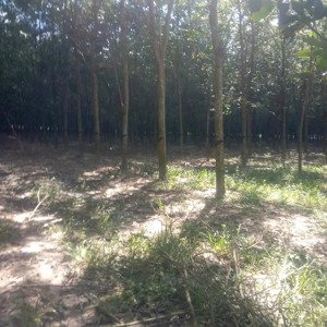 siêu phẩm: bán 80.000m2 đất cao su đang khai thác + 1000m2 đất ở tại tây ninh. giá 24 tỷ (bớt lộc)
