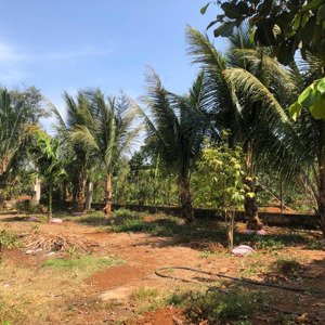 bán trang trại, khu nghỉ dưỡng tại xã ea tu, buôn ma thuột, đắk lắk, 4,3 tỷ, 1035,5 m2
