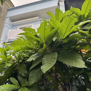 Bán Nhà 78m2 2 Tầng 3pn Gần đỗ Xuân Hợp P Phú Hữu Q9 4,5 Tỷ Sổ Hồng Bao Sang Tên Công Chứng Ngay