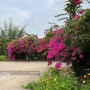 bán lô đất nhà vườn cực đẹp ngay thị xã trảng bàng 607m2 có thổ cư giá 1 tỷ 545