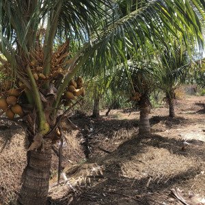gia đình kẹt tiền cần bán gấp đất trồng cây ăn trái 3000 m2 -3,6 tỷ gò công- tiền giang