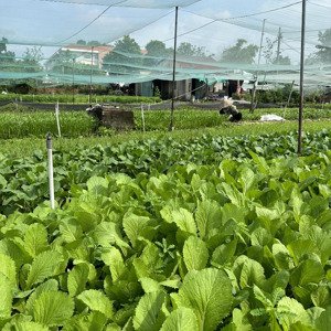 bán đất trồng rau nuôi gà đường trịnh thị miếng, hóc môn: 