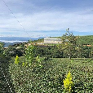 cho thuê đất nông nghiệp : 5 sào đất (5000m2)