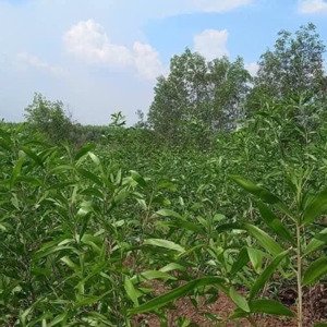 12000m2. sổ riêng có mặt tiền đường gần 1km. trong đó có 300m2 thổ cư. xã tân an, huyện vĩnh cửu