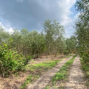 bán đất 8363m2 xã Tân Bình, Thị Xã LaGi, Bình Thuận. giá tốt chỉ 1,65 tỷ (197k/1m2)