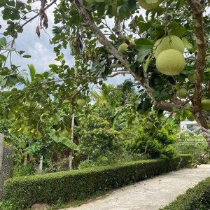 chính chủ cần bán gấp đất tại phường hương hồ huế 1499.1m2,giá cực rẻ,siêu hot nhất thị trường
