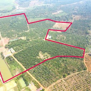 10ha đất bằng,nguồn thu mạnh,view ruộng, gần đường nhựa