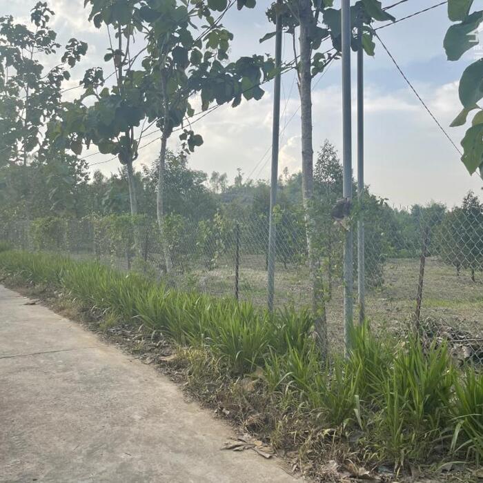 Hình ảnh Bán 1000m2 đất Phú Thịnh - Huyện Tân Phú sổ riêng, có sầu riêng 5