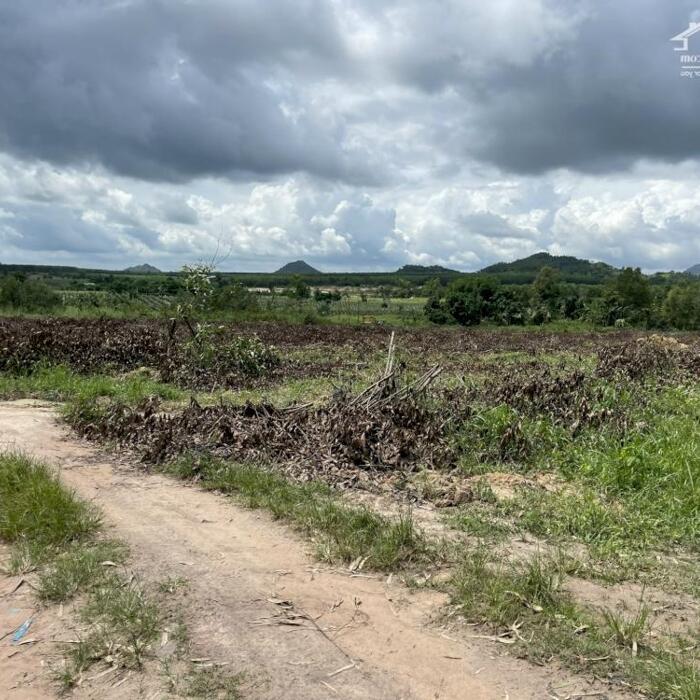 Hình ảnh Bán 6221m2 đất Tân Tiến, thị xã LaGi chưa qua đầu tư 200tr/ sào 2