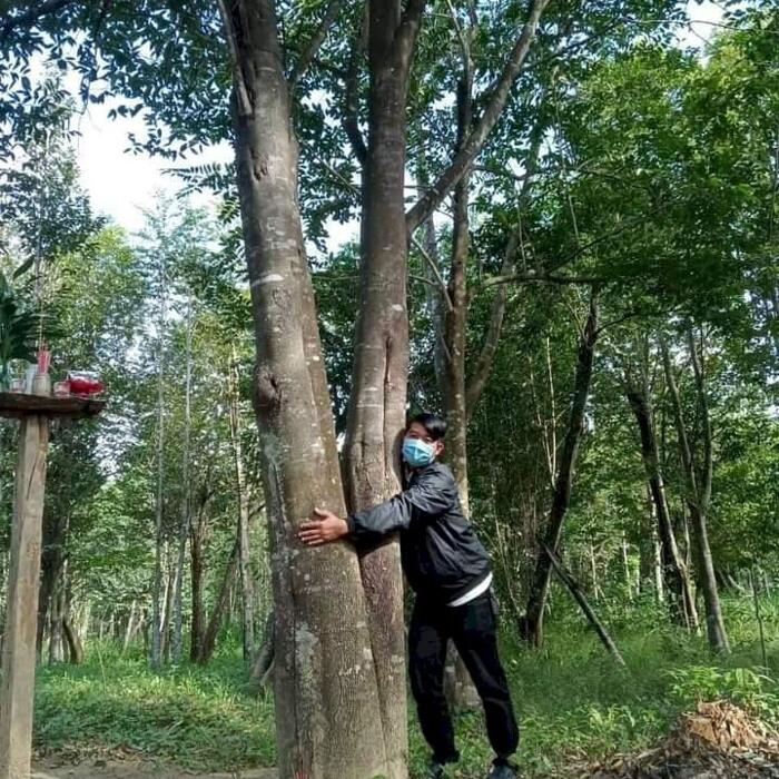Hình ảnh Ninh Tân, Ninh Hòa, Khánh Hòa. 62 hecta Gió bầu và trồng cây gỗ quý cần chủ mới 0