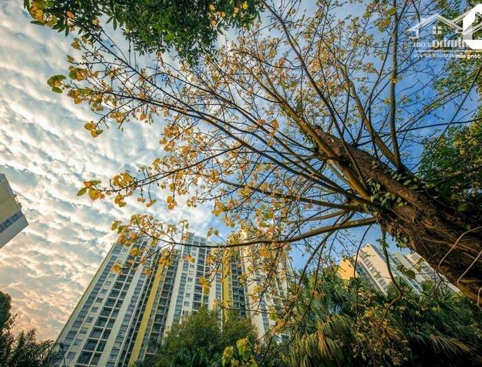 Hình ảnh Bán nhanh căn hộ Sky Villa 154m2 tại Chung cư Rừng cọ Ecopark - Giá chỉ 4.4 tỷ 1