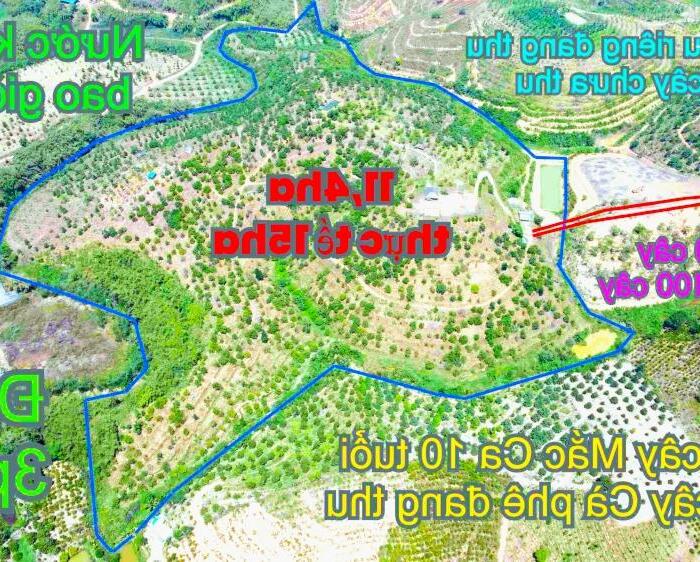Hình ảnh 11,4ha,1200 cây Sầu Riêng,800 Mắc Ca thu 100 tấn ,giá ngộp tắc thở tại tỉnh Đắk Nông 1