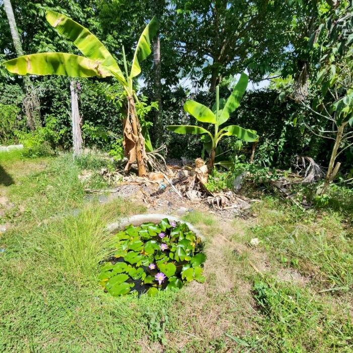 Hình ảnh Cần bán nhà vườn PHƯỚC ĐỒNG Nha Trang diện tích 506m2 Gồm Nhà gỗ và 1 khu vườn cây ăn trái sai quả. 3
