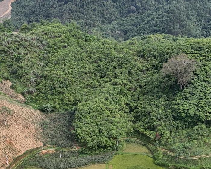 Hình ảnh Bán gấp lô đất có diện tích 1,5ha ( thực tế 3ha) full rừng sản xuất 0