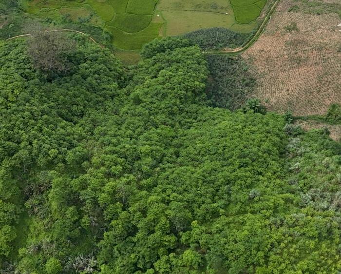 Hình ảnh Bán gấp lô đất có diện tích 1,5ha ( thực tế 3ha) full rừng sản xuất 1