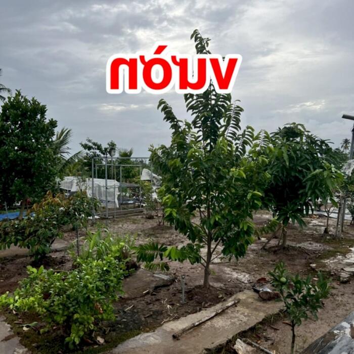 Hình ảnh 3,2 công đất - nhà vườn nghỉ dưỡng: có nhà, hồ bơi, ao cá, view sông nước, đường bêtông 3m, vườn cây trái đủ loại…. Gò Công Tây, TG 7