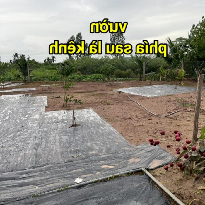 Hình ảnh 3,2 công đất - nhà vườn nghỉ dưỡng: có nhà, hồ bơi, ao cá, view sông nước, đường bêtông 3m, vườn cây trái đủ loại…. Gò Công Tây, TG 9