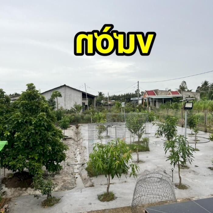 Hình ảnh 3,2 công đất - nhà vườn nghỉ dưỡng: có nhà, hồ bơi, ao cá, view sông nước, đường bêtông 3m, vườn cây trái đủ loại…. Gò Công Tây, TG 11