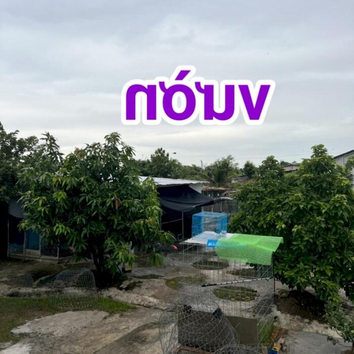 Hình ảnh 3,2 công đất - nhà vườn nghỉ dưỡng: có nhà, hồ bơi, ao cá, view sông nước, đường bêtông 3m, vườn cây trái đủ loại…. Gò Công Tây, TG 8