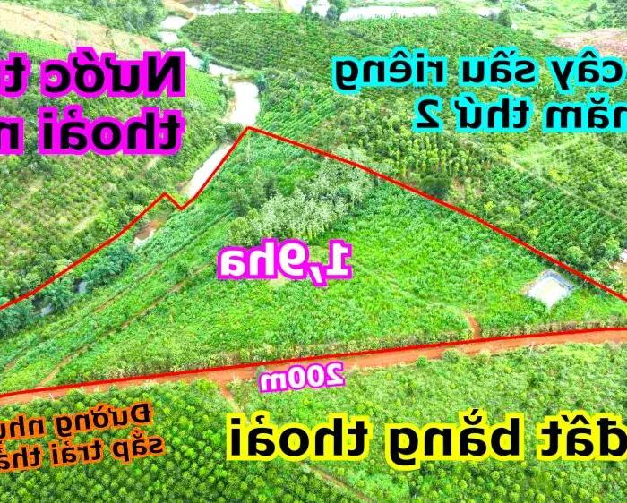 Hình ảnh 1,9ha rẫy sầu riêng giá rẻ tại thành phố Gia Nghĩa, 200m mặt tiền đường, đất bằng 0