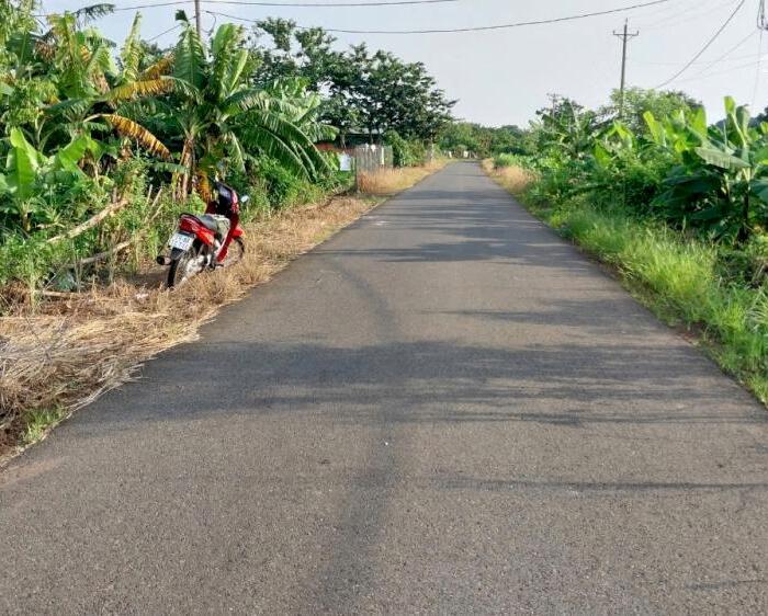 Hình ảnh Cần bán vườn Chuối 3000m, Mặt Tiền đường nhựa, xã Sông Thao, huyện Trảng Bom 1