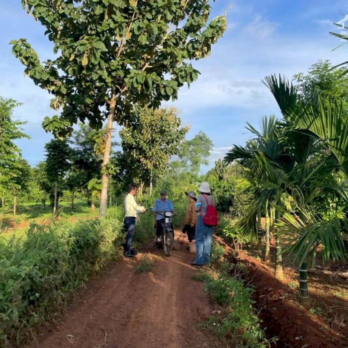 Hình ảnh 5,8 sào đất trồng càphê, tiêu tại xã Quảng Hiệp, huyện Cư M’gar, Đằk Lắk 2