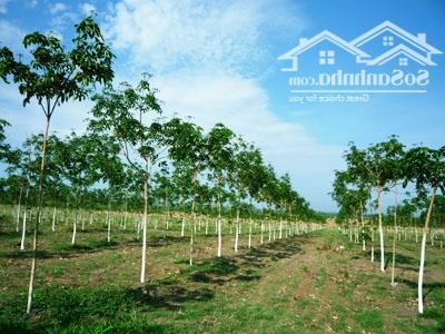 Hình ảnh Bán 3 xào cao su, tặng nhà cấp 4,Ngay Tỉnh Lộ 758 Tân Hưng, Hớn Quản, 3.090m2 cao su, 265tr 0