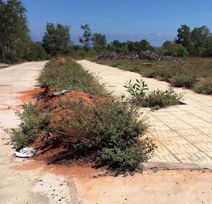 Hình ảnh Đại Hạ Giá nhiều đất Mẫu-Gần Sân Bay Thiện Nghiệp-Phan Thiết. 4