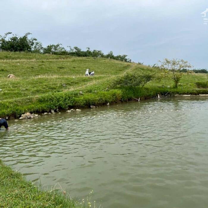 Hình ảnh Gia đình cần bán trang trại, ao cá rộng hơn 2 mẫu ở Vĩnh tường, Vĩnh phúc. 2